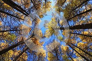 Look up of trees in middle sunshine in Wulanbutong in Inner Mongolia