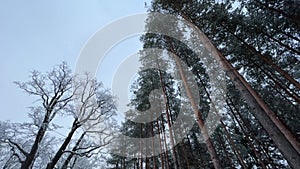 A look up at the treetops on a winter day, pine trunks with green branches and bare oak branches. Abstract forest