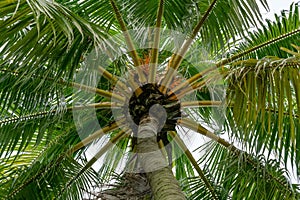 Look up a tropical palm tree in Kallang Riverside Park. photo