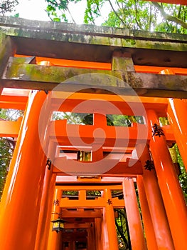 Look up view red wooden poles of Torii gates at Fushimi Inari Shrine in Kyoto.