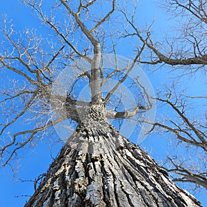 Look up at the winter tree trunk under blue sky at Montezuma Wildlife Refuge