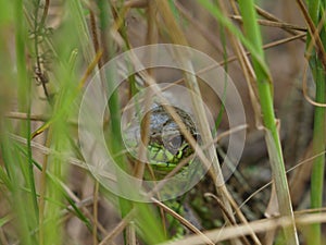 The look of a wild lizard sitting in the grass.