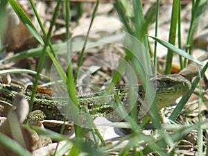 The look of a wild lizard sitting in the grass.