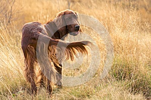 The look of a young Irish setter