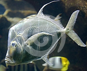 Lookdown fish 2