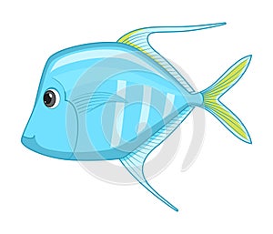 Lookdown fish on a white background