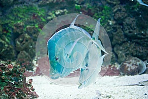 Lookdown - Selene vomer