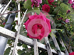 Lookin` up from the ground to a beautiful opened pink rose!