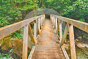 Looking across a bridge in the rain forest