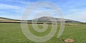 Looking across field with sheep to Binsey