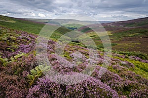 Heather on the Moors