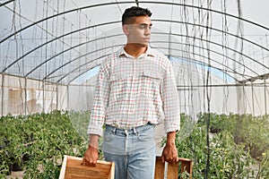 Looking for all the ripe produce to pick. a young man holding wooden crates while working in a greenhouse on a farm.