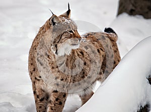 Looking around Lynx on the white background