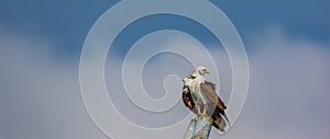 Looking back : Brahminy Kite or the Haliastur Indus