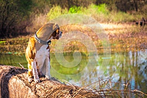 Looking back portrait of pure breed beagle dog seated at trunk lakeside