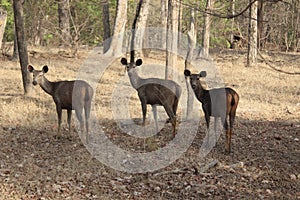 Looking back together of sambher deer alertness