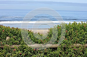 Looking Beyond a Wooden Fence to the Ocean