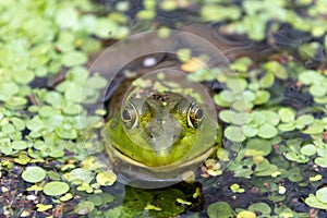 Looking at a green bullfrog in a pond head-on