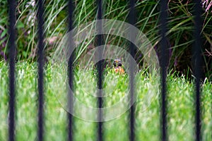 Looking Through a Black Fence at an American Robine