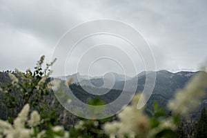 Looking Through Blooming Flowers Toward The Mountains Of Kings Canyon Being Obstructed By A Thunder Storm photo