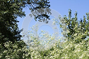 Looking through the bushes