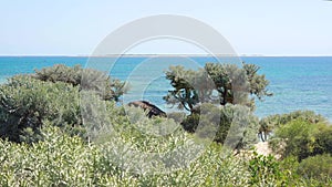 Looking through bushes - Euphorbia stenoclada - moving in slow wind - to calm sea with boat during sunny day, tropical beach at