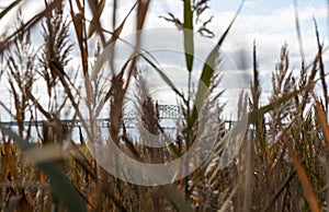 Looking through common reed at the Great South Bay Bridges