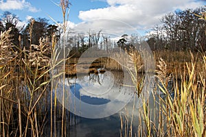 Looking through common reed at water reflecting the blue sky and reed on a late fall morning