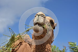 Looking Directly Into the Face of a Chewing Camel