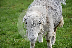 Looking Directly into the Face of a Scraggly Clipped Sheep