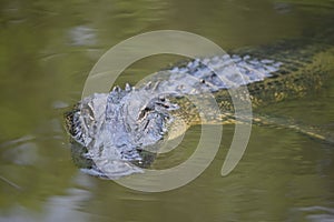 Looking Directly into the Face of a Stalking Gator