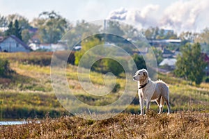 Looking into the distance a white dog with a collar on the background of the village with the production and smoke