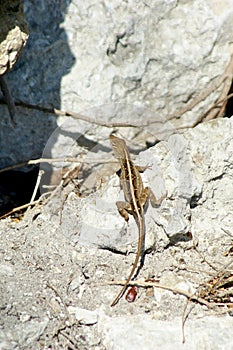 Looking dowm on small lizard on rock in sunshine