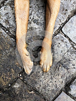 Looking down from above onto the slender legs and paws of a pet dog on a hard stone surface