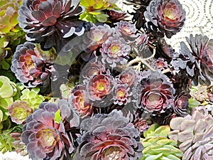 looking down on the beautiful crassula and cactus houseplant garden.