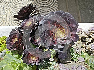 looking down on the beautiful crassula and cactus houseplant garden.