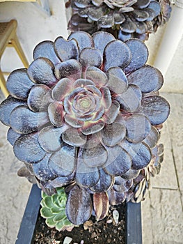 looking down on the beautiful crassula and cactus houseplant garden.