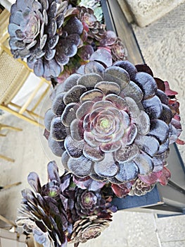 looking down on the beautiful crassula and cactus houseplant garden.