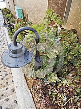 looking down on the beautiful crassula and cactus houseplant garden.