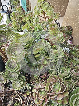 looking down on the beautiful crassula and cactus houseplant garden.