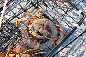 Looking down at the carapace of a male Dungeness crab