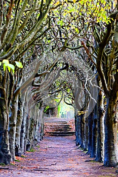 Looking down the centre of a tree lined pathway