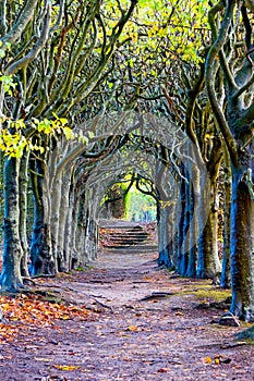 Looking down the centre of a tree lined pathway