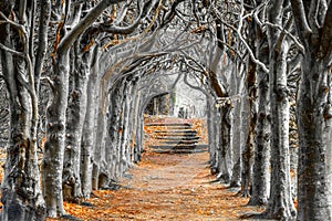 Looking down the centre of a tree lined pathway