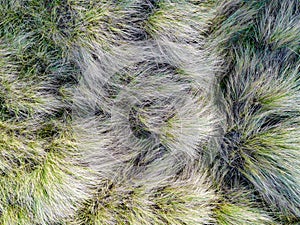 Looking down on coastal sand dunes. Aerial image. photo
