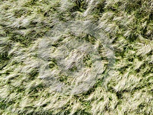 Looking down on coastal sand dunes. Aerial image. photo