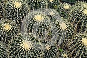 Looking Down at a Collection of Barrel Cactus
