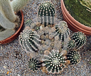 Looking Down at a Collection of Barrel Cactus