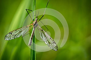Looking down upon a daddy longlegs or crane fly on a leaf photo
