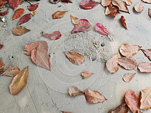 looking down on the dried terminalia catappa leaves on the sandy ground.